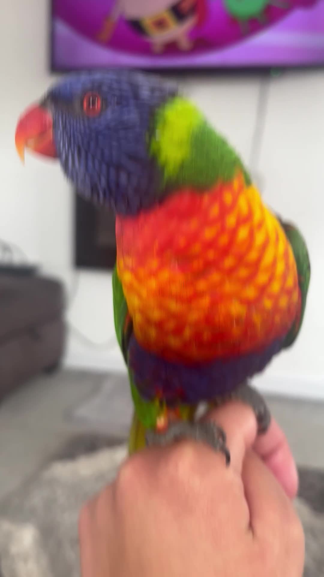 Lorikeets birds for sale: Female rainbow lorikeet - Video 1