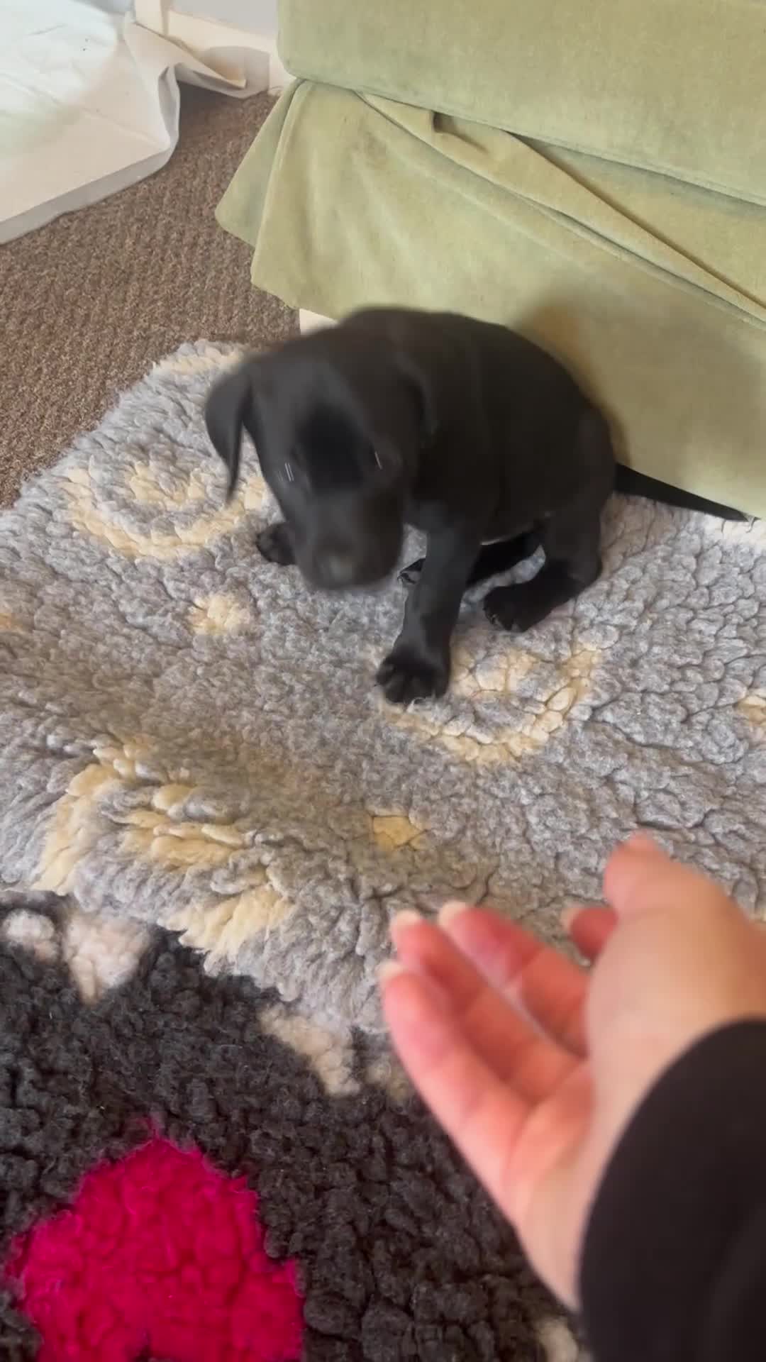Labrador Retriever dogs for sale: Labrador Retriever KC puppies - Video 1