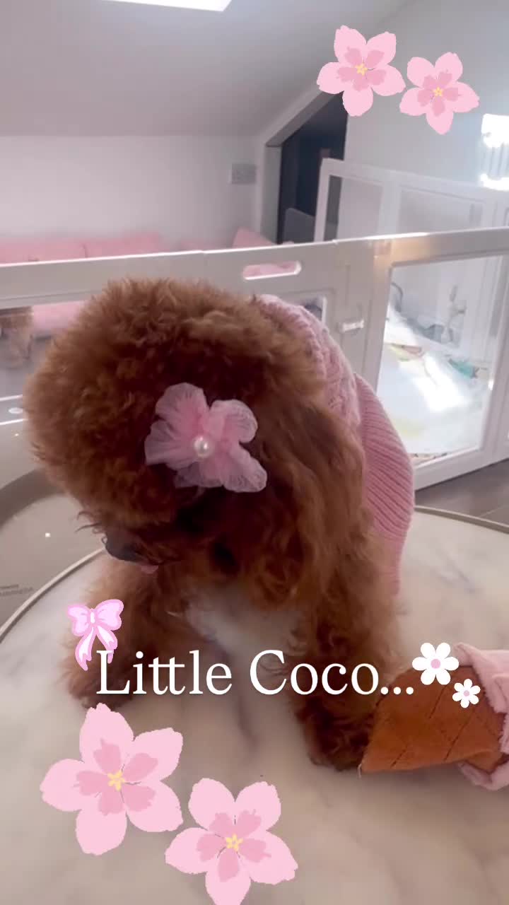 Toy Poodle dogs for sale: Asian female Poodle  - Video 1