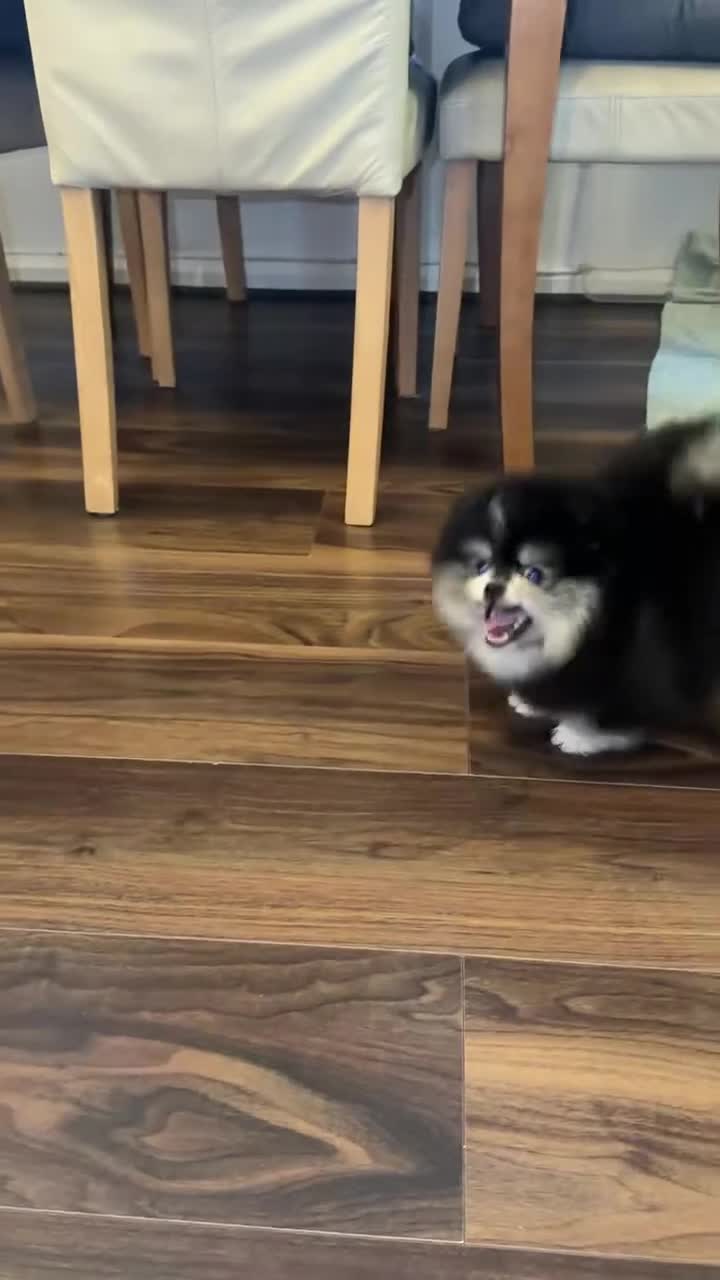 Pomeranian dogs for sale: Beautiful Pomeranian Puppies – Ready Now - Video 2