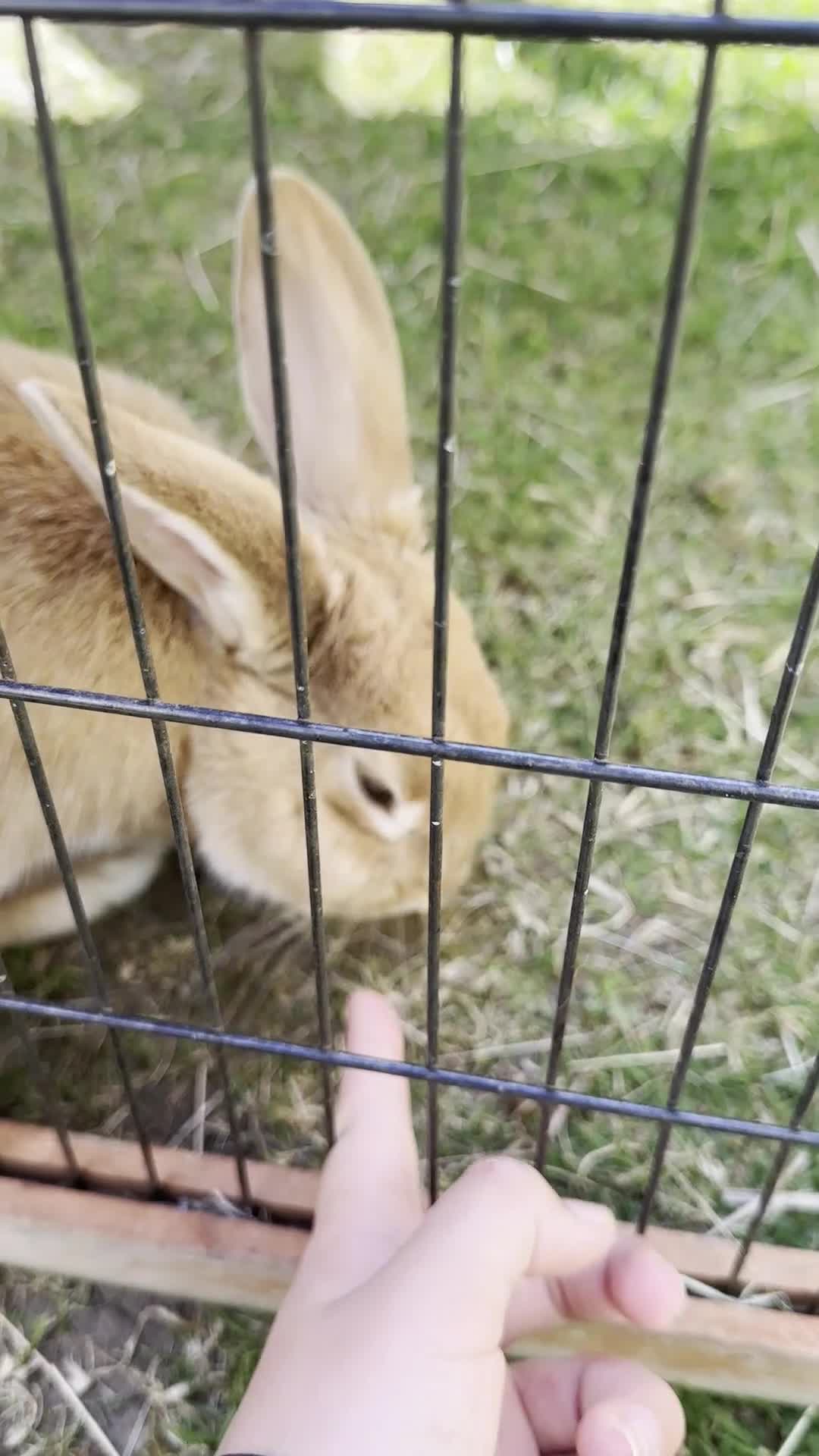 Californian rabbits for sale: 2 Female Californian Rabbits. - Video 3