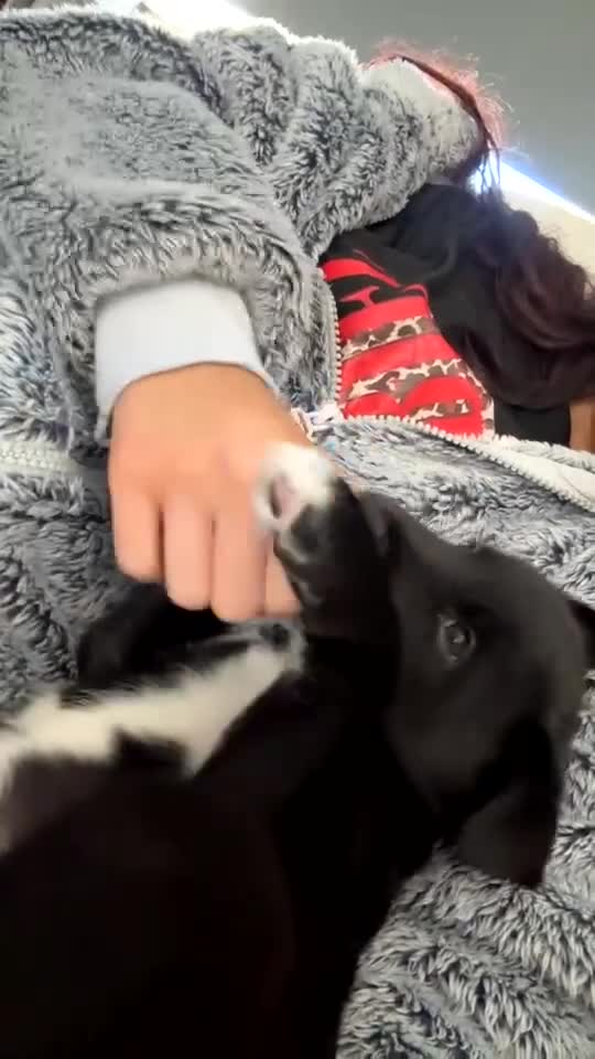 Mixed Breed dogs for sale: 3 beautiful puppies sale. 2 girls and 1 boy.  - Video 2