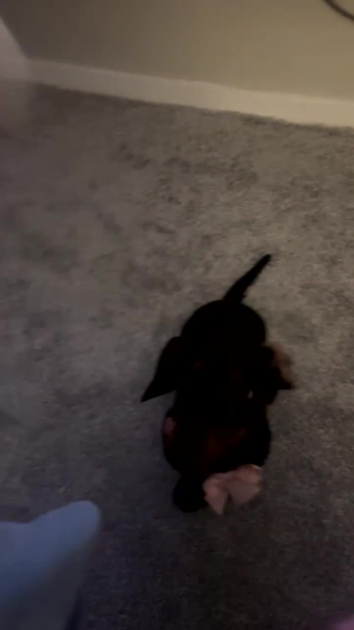 Miniature Dachshund dogs for sale: Miniature dachshund  - Video 1