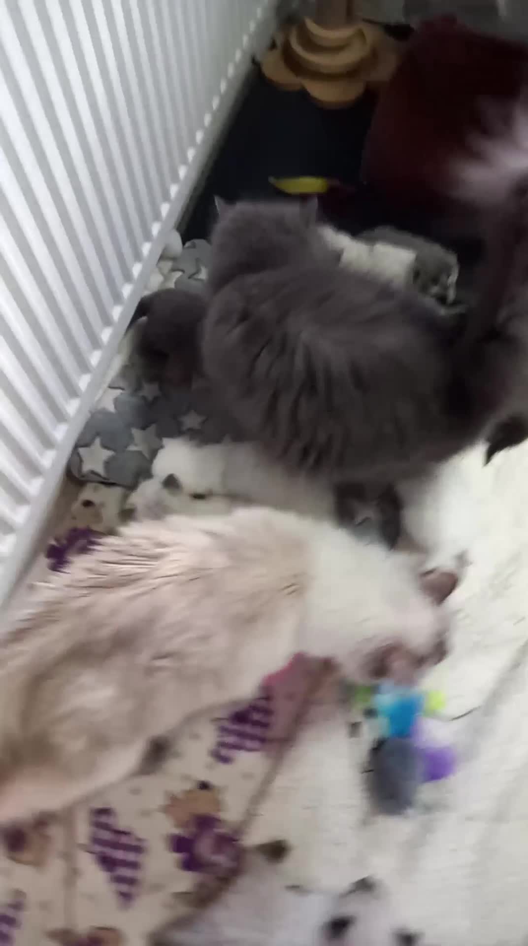 Ragdoll cats for sale: 2 flame point 1 chocolate point ragdolls  - Video 1