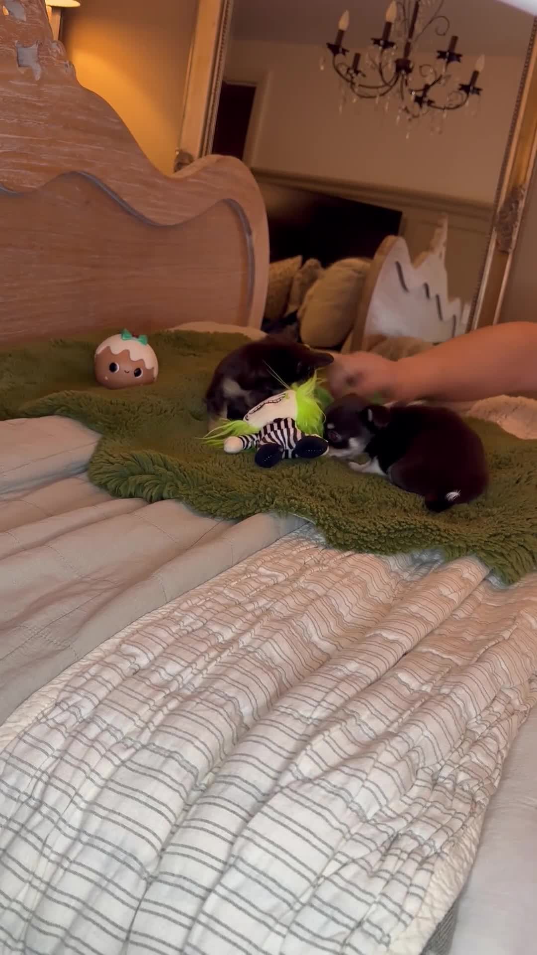 Chihuahua dogs for sale: Chocolate chihuahua boys ready now  - Video 2