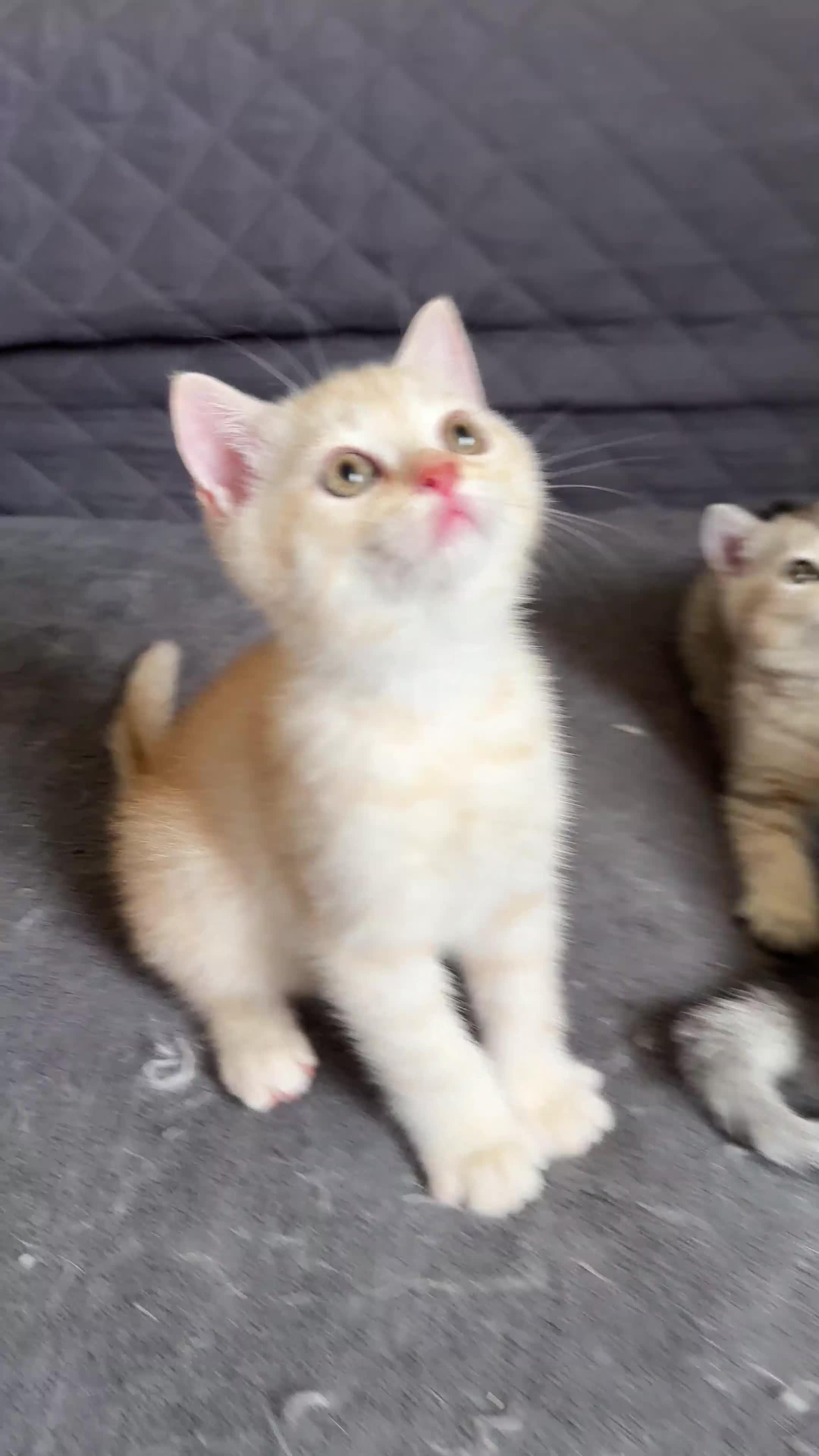 British Shorthair cats for sale: 5 Stunning British Shorthair - Video 1