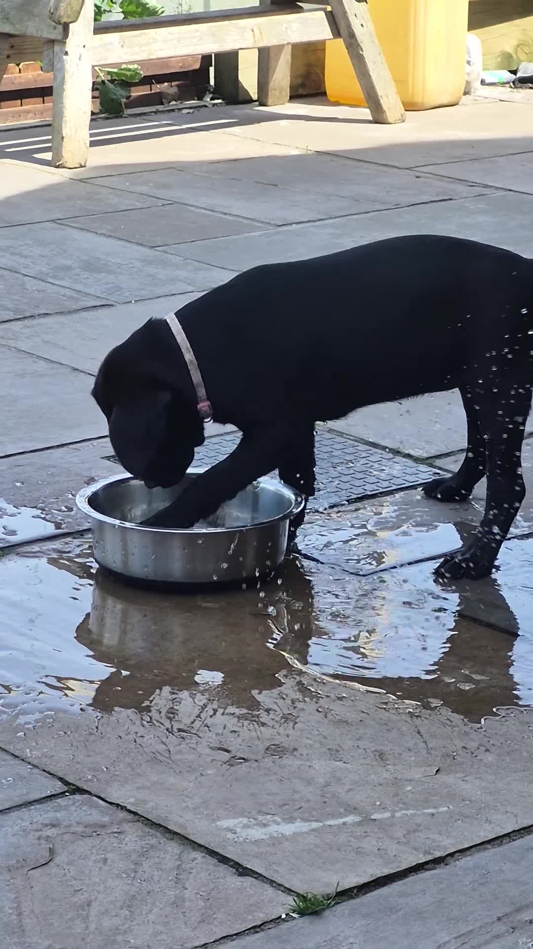 Labrador Retriever dogs for sale: Labrador pups - Video 3