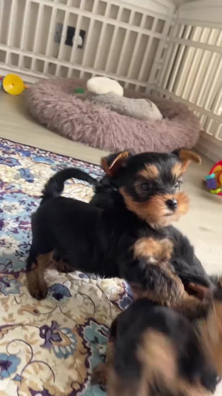 Yorkshire Terrier dogs for sale: Adorable KC Yorkies – Last Girl available ❤️ - Video 1