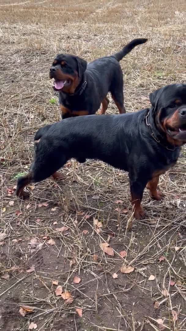 Rottweiler dogs for stud: ABSOLUTELY BEAUTIFUL KC Health Tested *FOR STUD* in Mansfield - Video 1