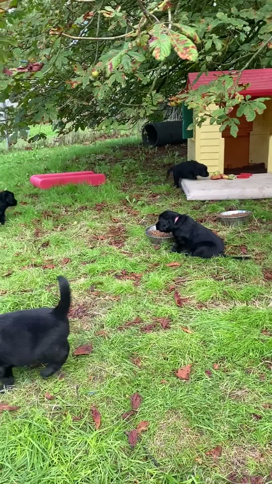 Flat coated Retriever dogs for sale: Ready now! Flat coated x Golden retriever pups. - Video 1