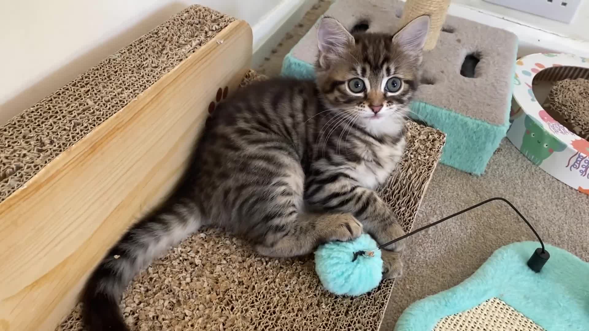 Mixed Breed cats for sale: Amiable mixed kittens  - Video 2