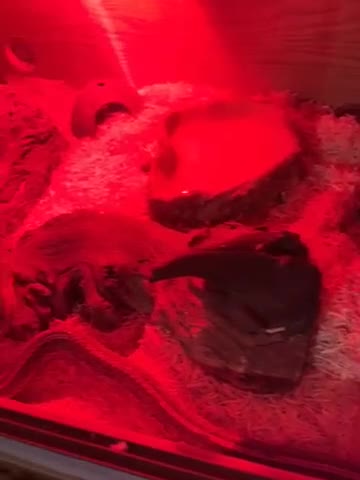Corn Snake reptiles for sale: Male cornsnake and vivarium for sale  - Video 1