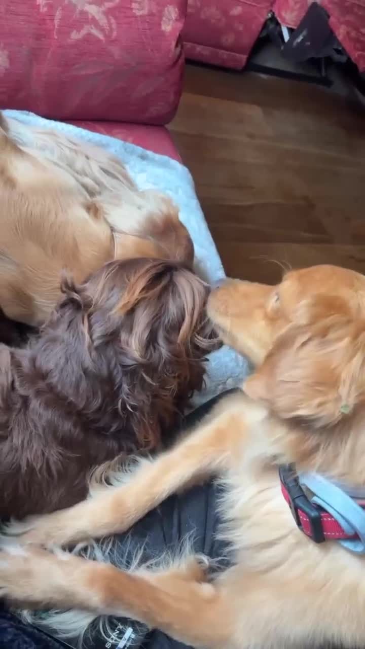 Mixed Breed dogs for adoption: Loving Buddy is waiting for you! - Video 1