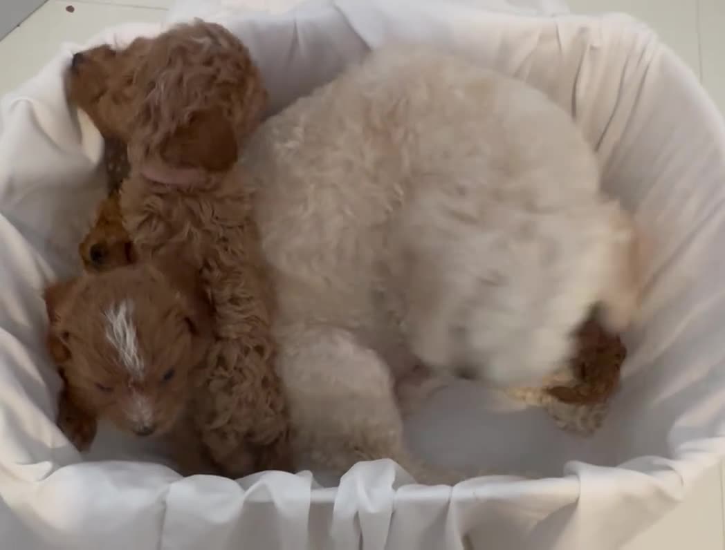 Cavapoo dogs for sale: Asian toy poodle x toy cavapoo puppies  in Brentford - Video 2