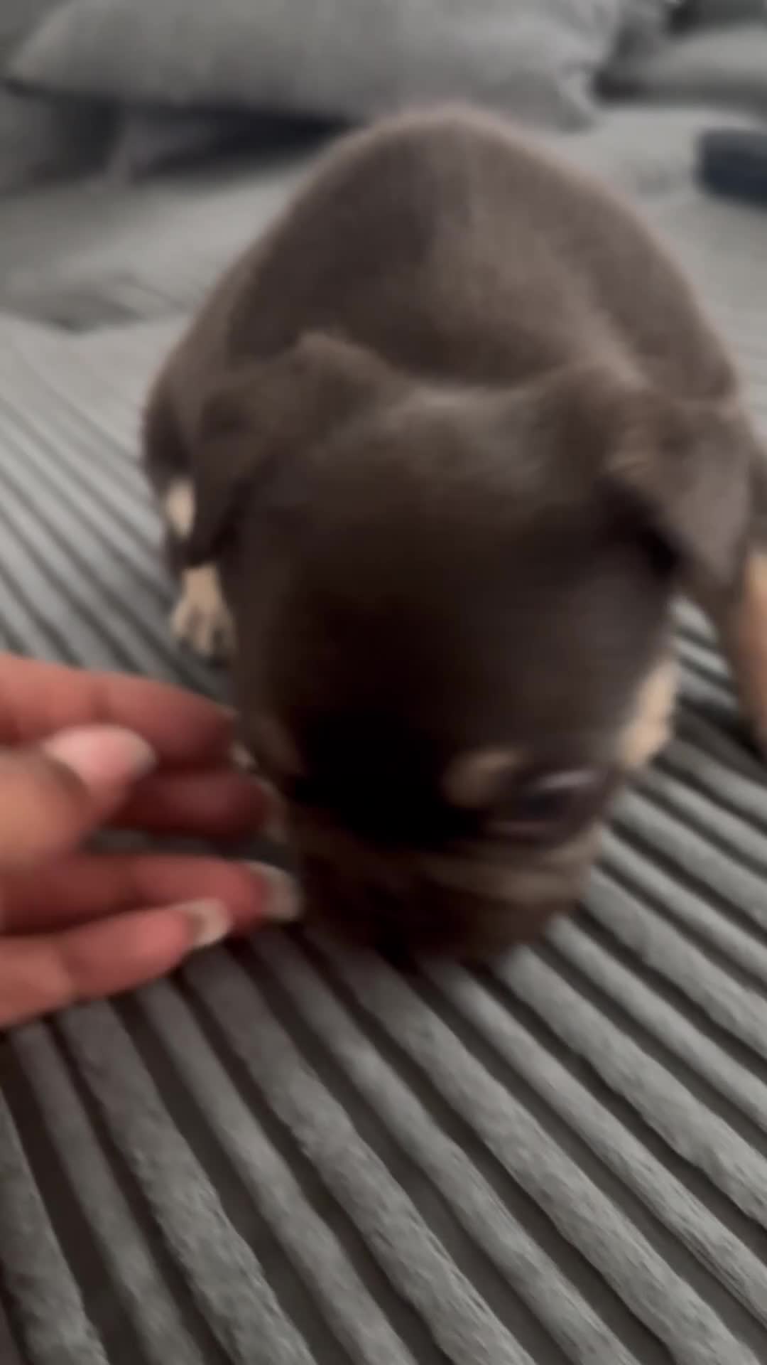 French Bulldog dogs for sale: French bulldog Puppies  - Video 2