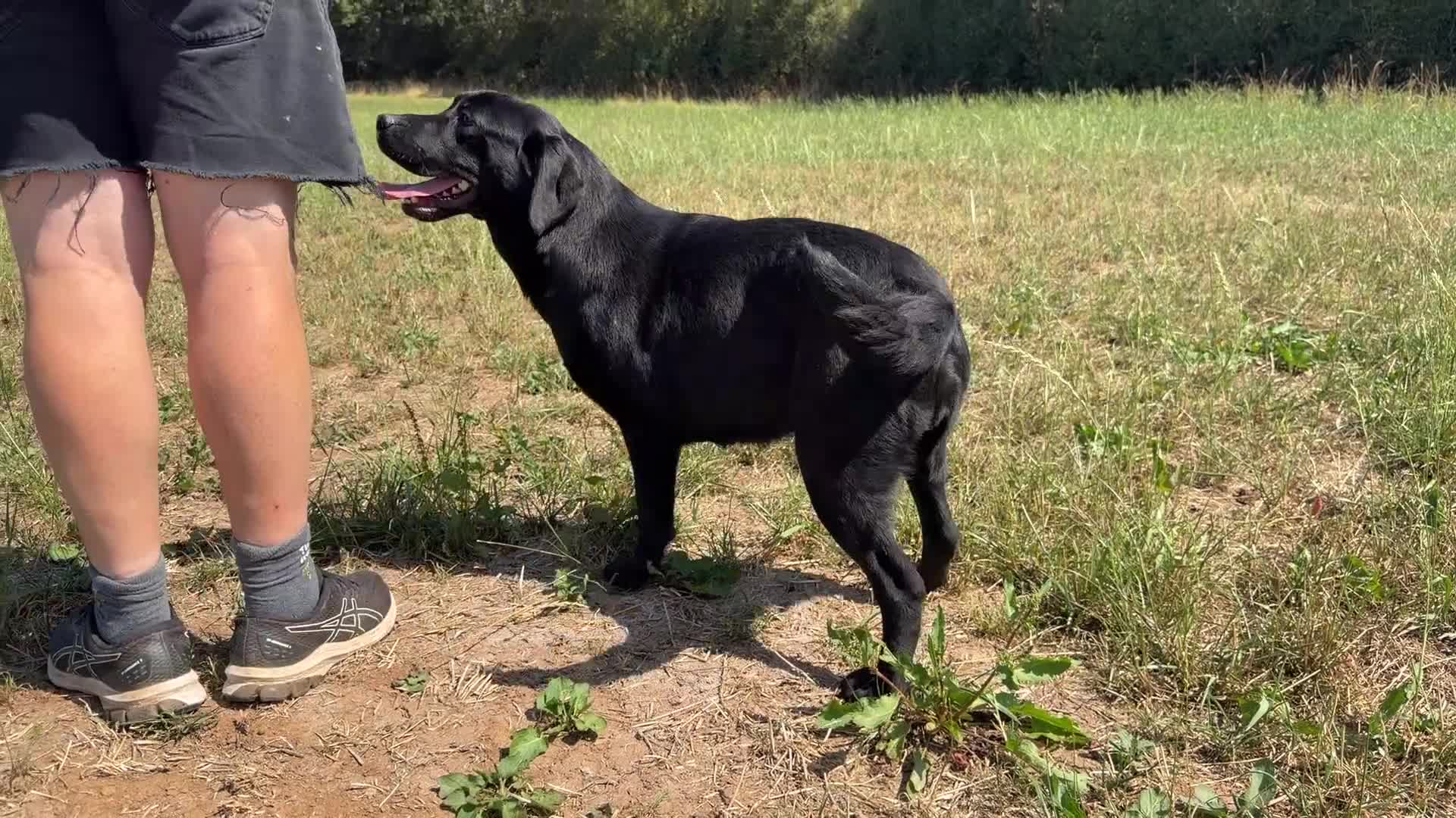 Labrador Retriever dogs for sale: Adult - Quality Labrador Retriever Bitch  - Video 1