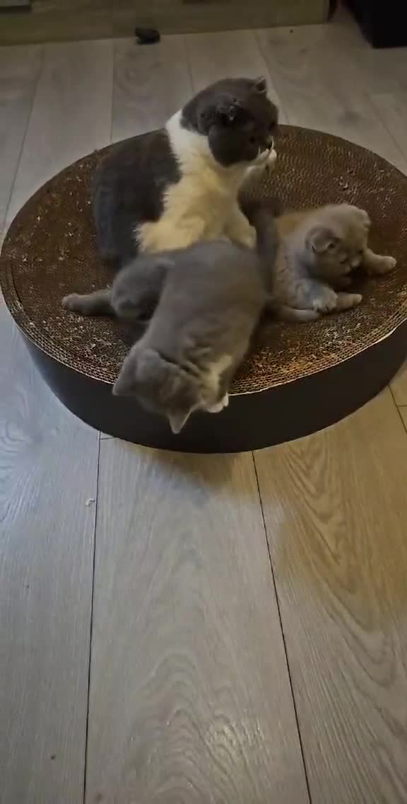 British Shorthair cats for sale: Bundles of joy - Video 2