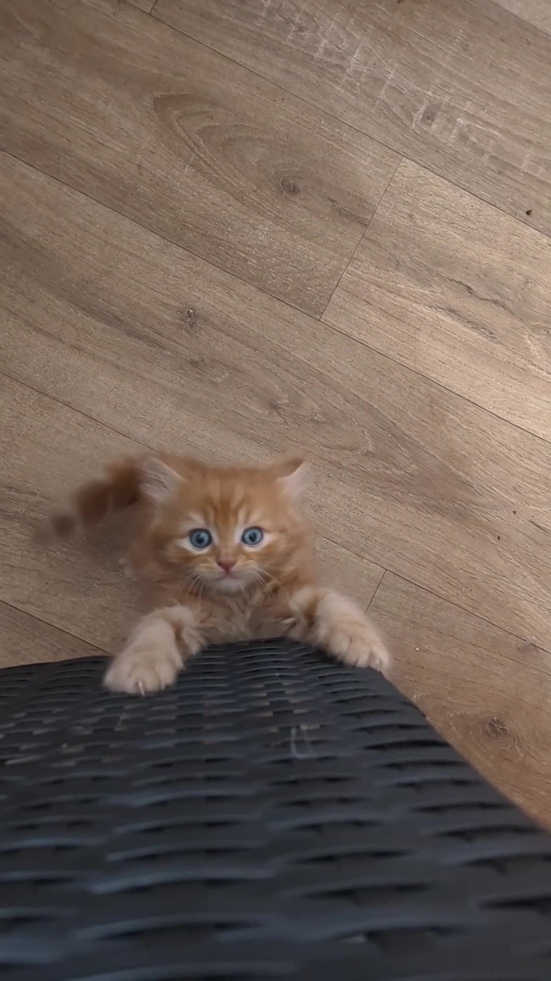 Persian cats for sale: Persian x maincoon x - Video 1