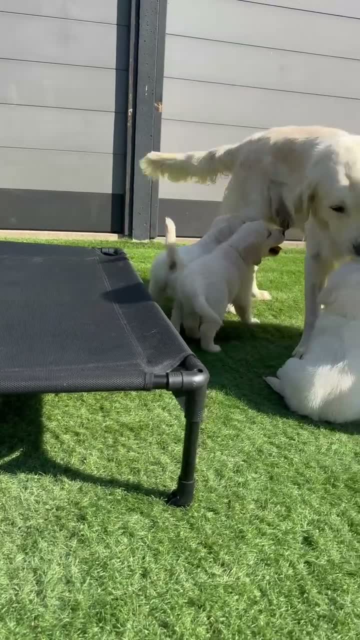 Golden Retriever dogs for sale: KC Registered Golden Retriever Puppies  - Video 4