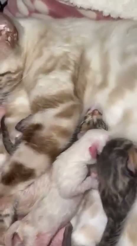 Bengal cats for sale: 🐯💕💙 beautiful rosette bengal kittens 💕💙🐯 - Video 1