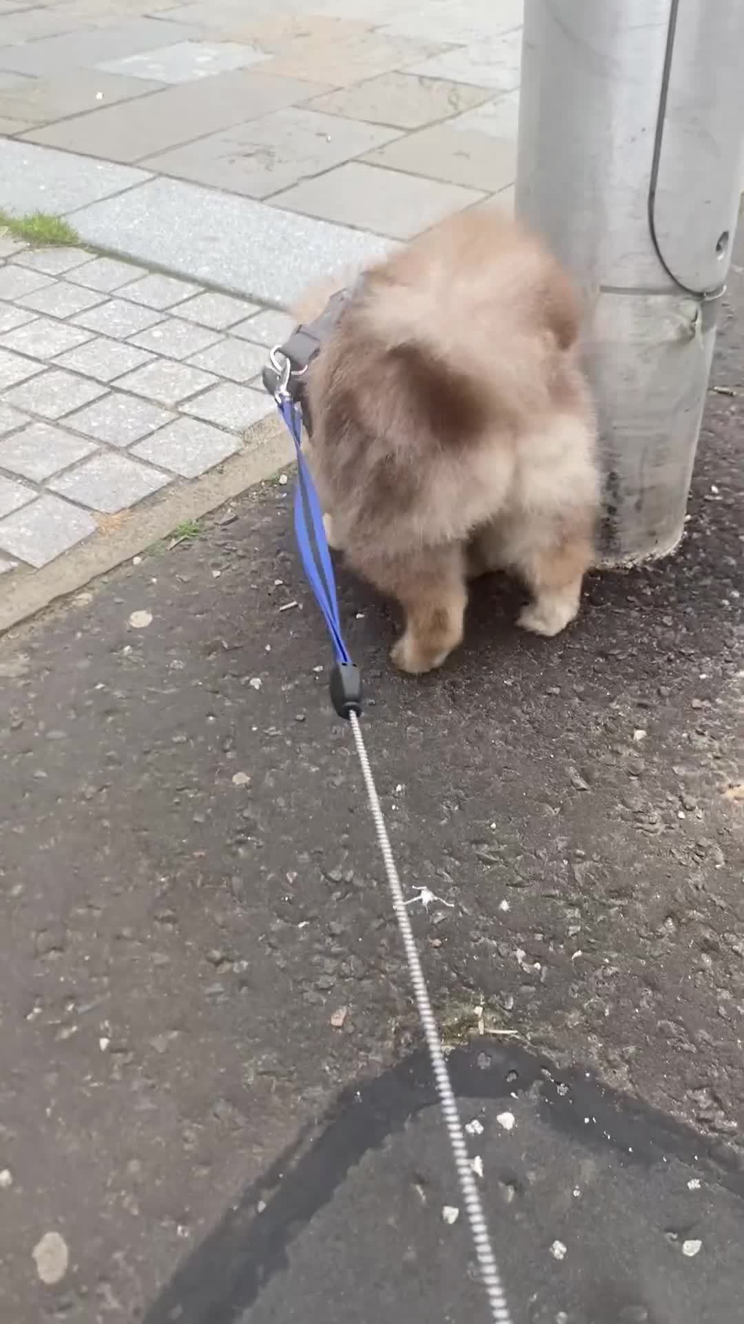 Pomeranian dogs for sale: Pommerian looking to be the only boss - Video 1
