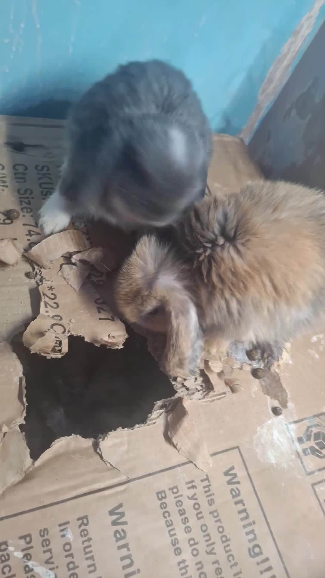 Mini Lop rabbits for sale: 4 beautiful mini lops ready to leave now. - Video 4