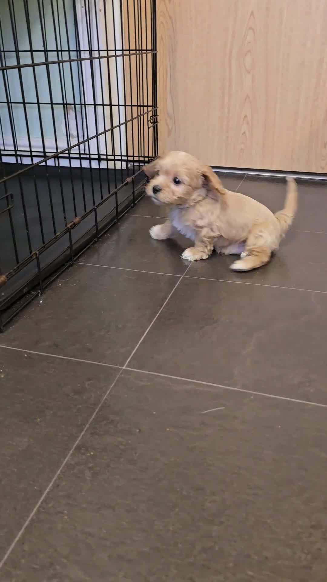 Cavachon dogs for sale: F1 Cavapoochons for sale! - Video 1