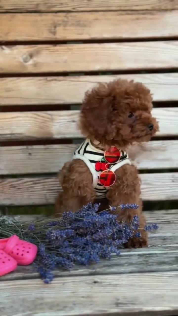 Toy Poodle dogs for sale: 🧝🏼‍♀️🦋✨ Stunning Red Asian Poodle girl, UK  - Video 1
