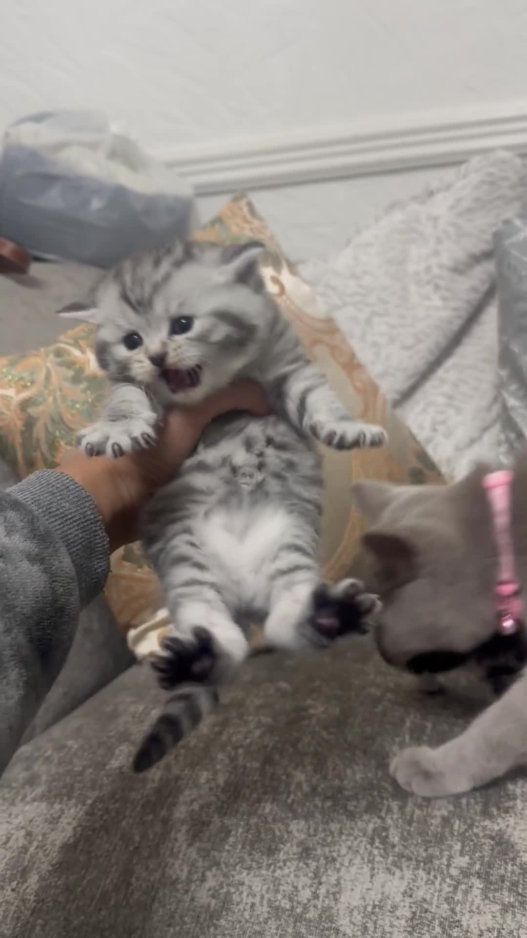 British Longhair cats for sale: 1 male British short hair x American short hair - Video 2