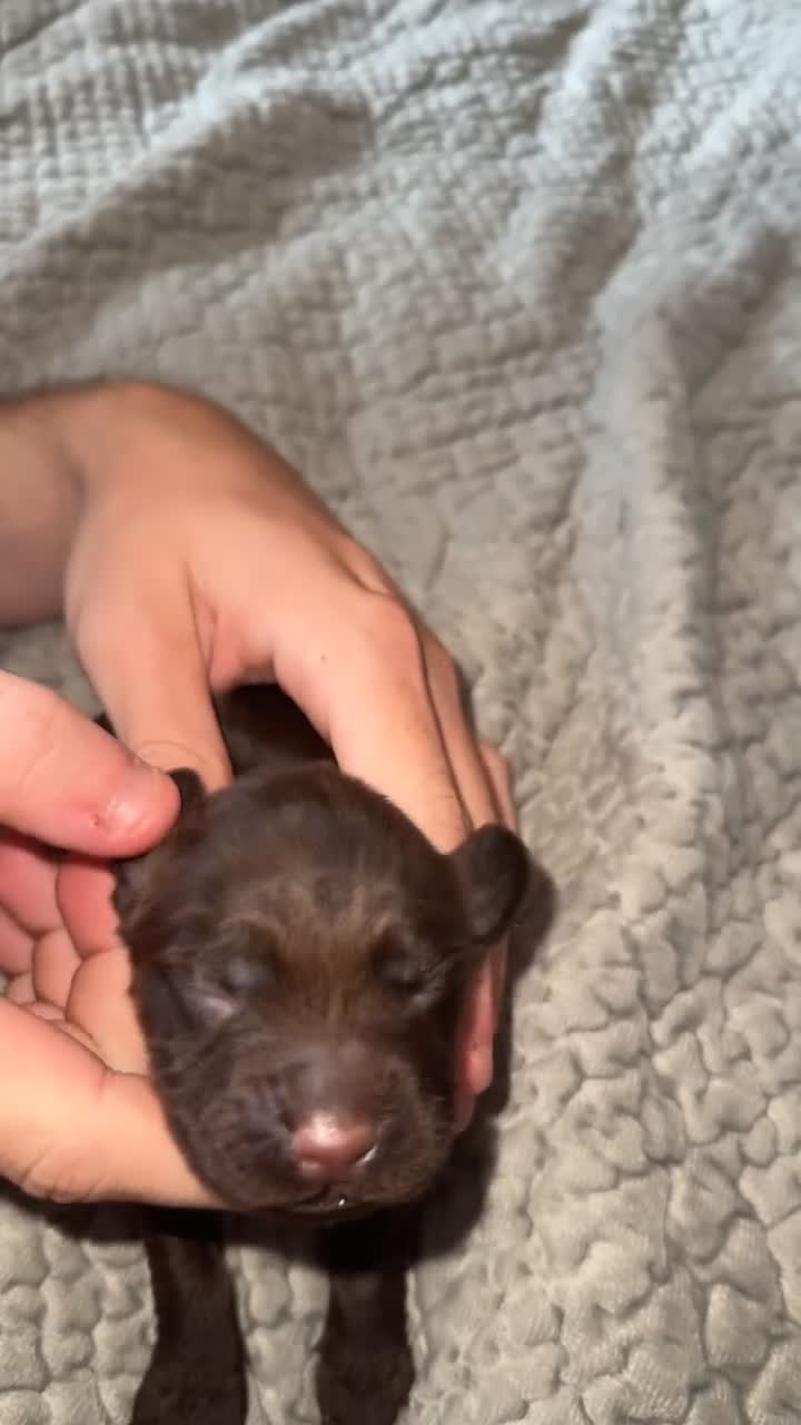 Cockapoo dogs for sale: F1B Cockerpoo puppies  - Video 1