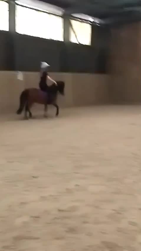 Dartmoor horses for sale: For part loan or full loan  - Video 3