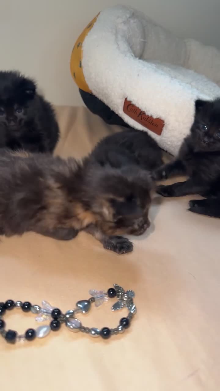 Mixed Breed cats for sale: Female cat for rehoming - Video 1