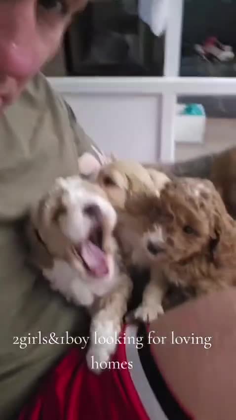 Australian Labradoodle dogs for sale: F1 Cockapoo x Australian Labradoodle Puppies - Video 1