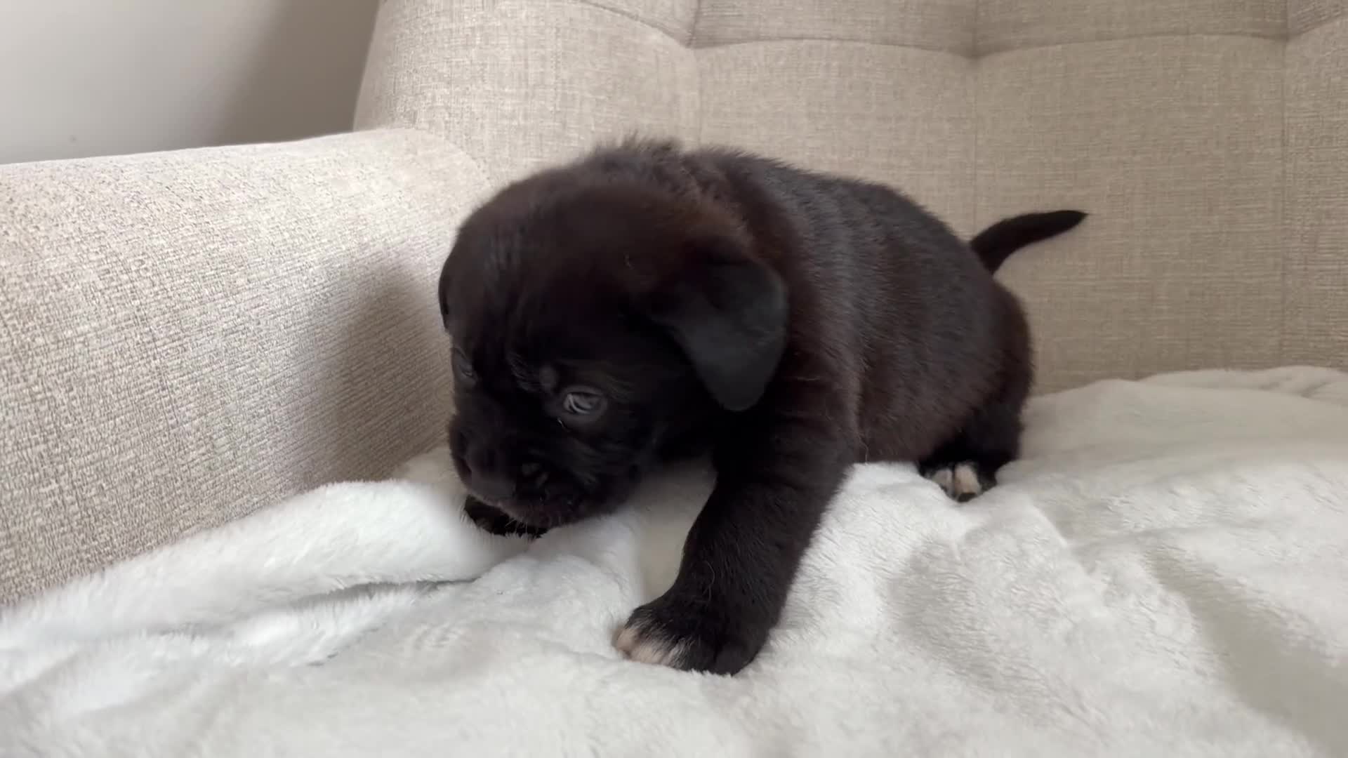 Mixed Breed dogs for sale: EXCLUSIVE LITTER: F1 Old English Bordeaux Puppies! - Video 3
