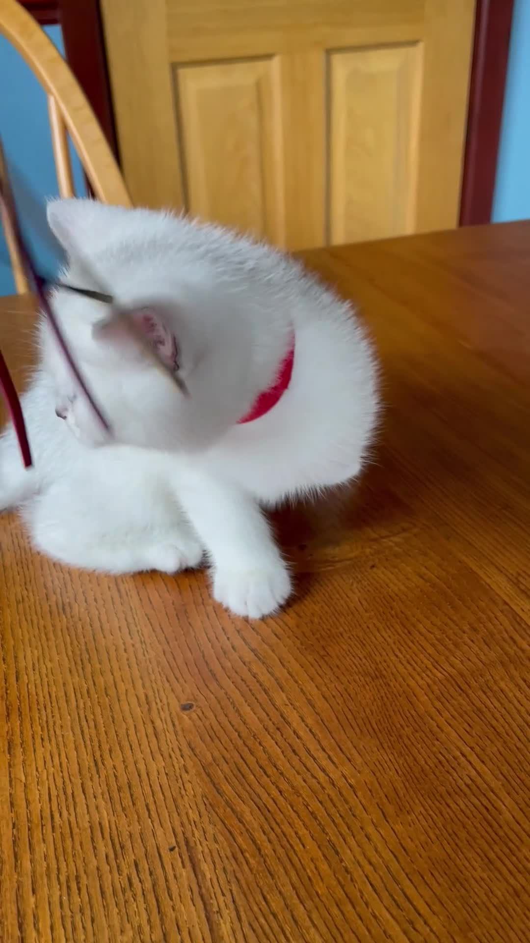 British Shorthair cats for sale: BSH Silver/Black Tipped Boys GCCF Registered  - Video 1