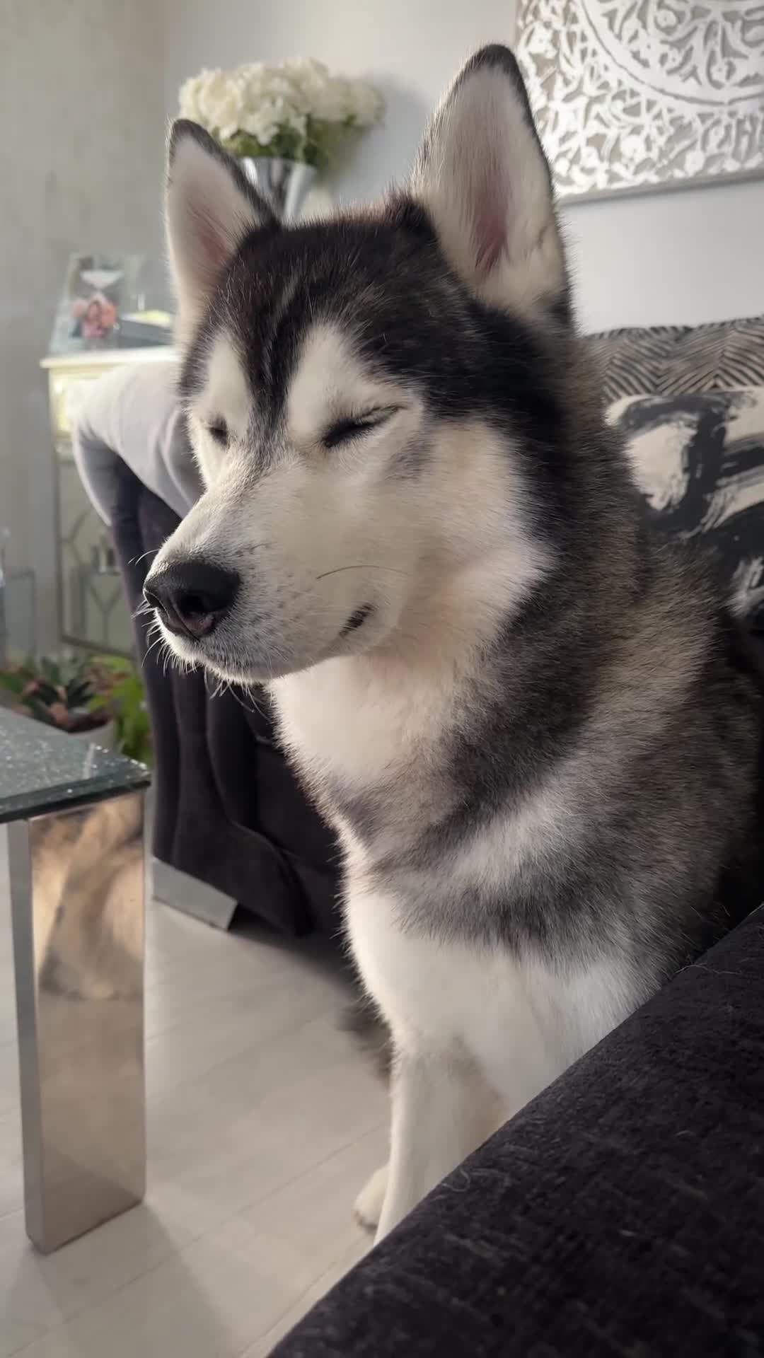 Siberian Husky dogs for stud: Proven Gorgeous Siberian Husky *FOR STUD ONLY* in Torquay - Video 1