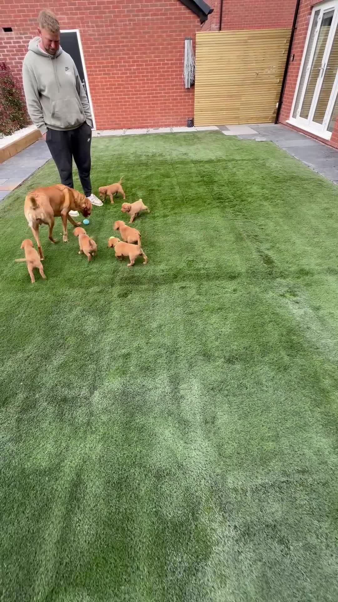 Labrador Retriever dogs for sale: 2 BOYS LEFT KC Registered Fox Red Labrador Puppies - Video 1