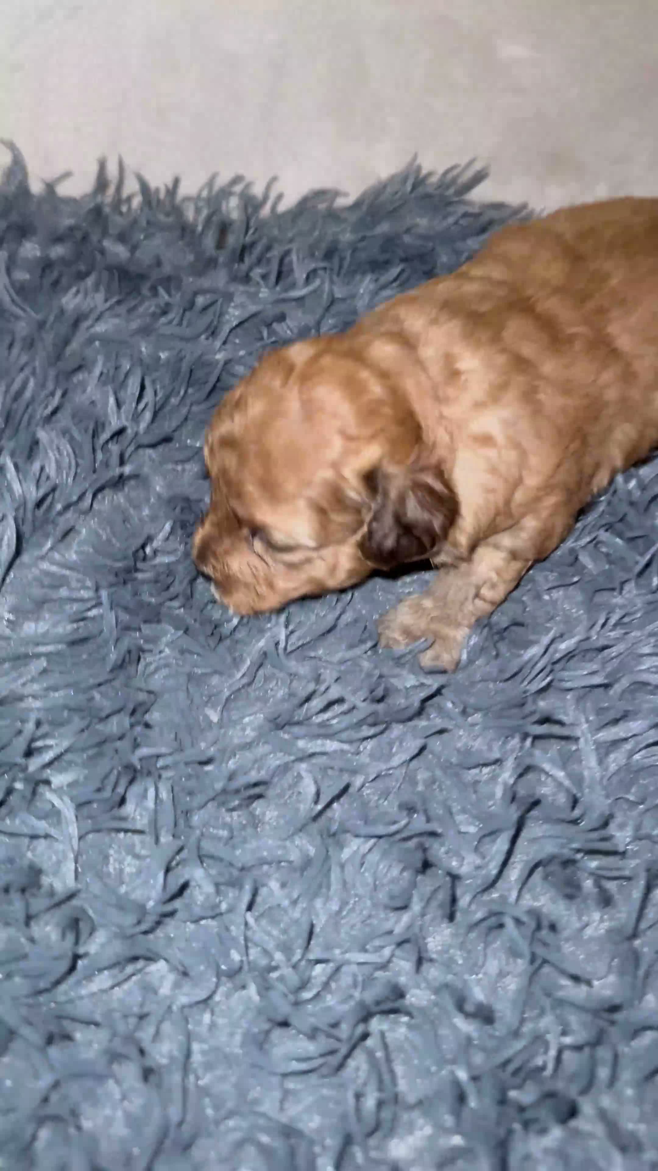 Maltipoo dogs for sale: REDUCED READY NOW !Maltipoo pups  - Video 1