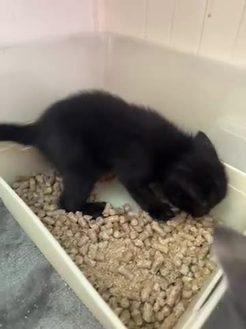 Mixed Breed cats for sale: Beautiful kittens 🐈‍⬛  - Video 1