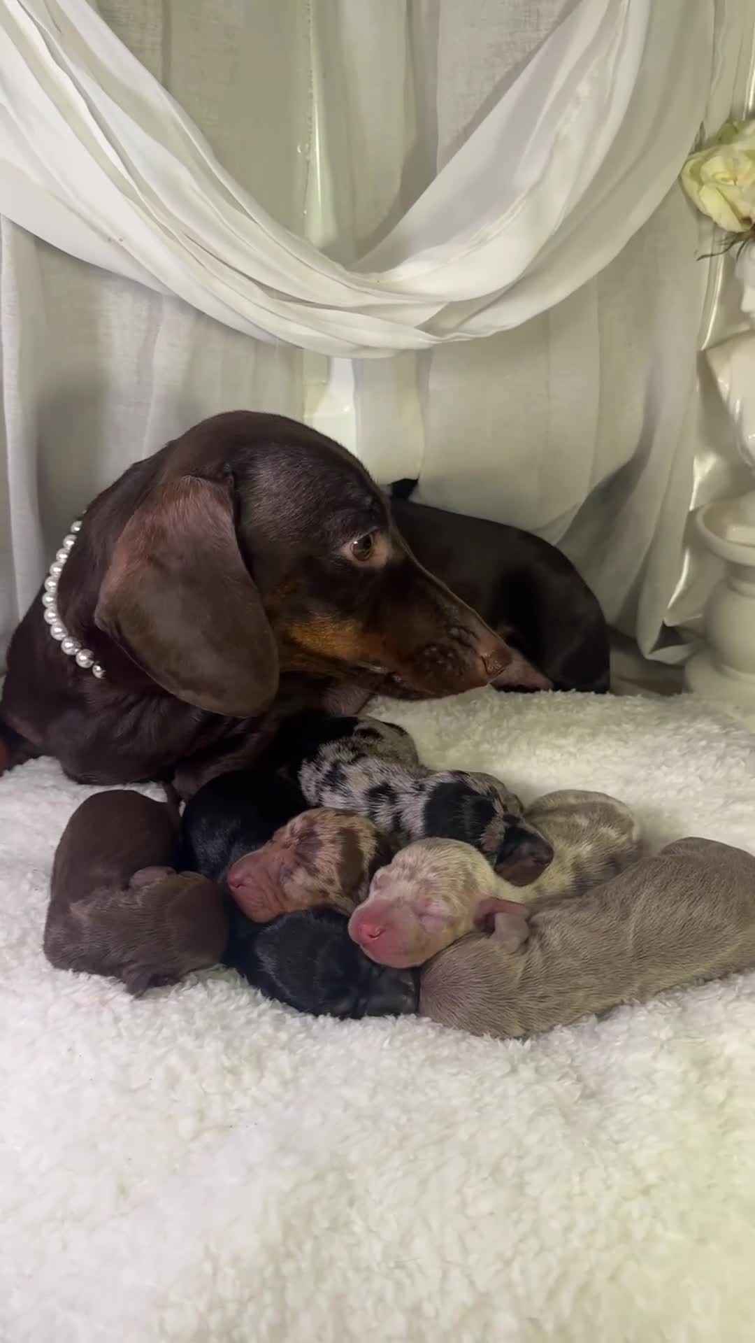 Miniature Dachshund dogs for sale: MINI DACHSHUND PUPPIES💕 KC REGISTERED/PRA CLEAR  - Video 1