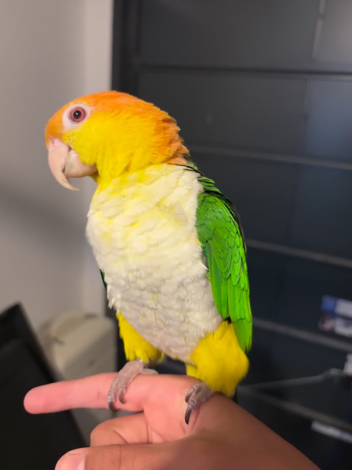 Parrots birds for sale: Beutiful caique tame in Manchester - Video 1