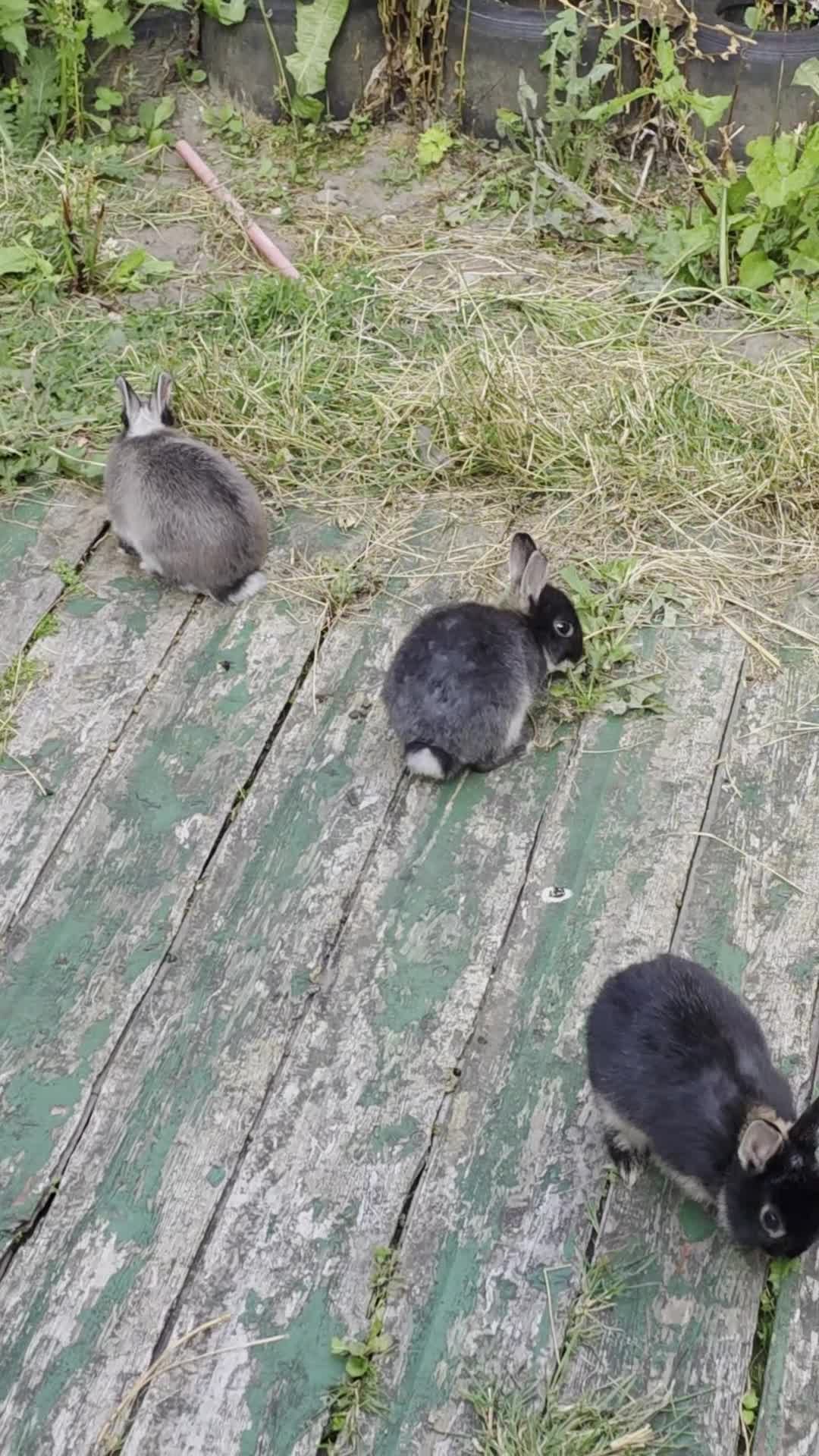 Netherland Dwarf rabbits for sale: Beautiful Netherland Dwarf bunnies - Video 4