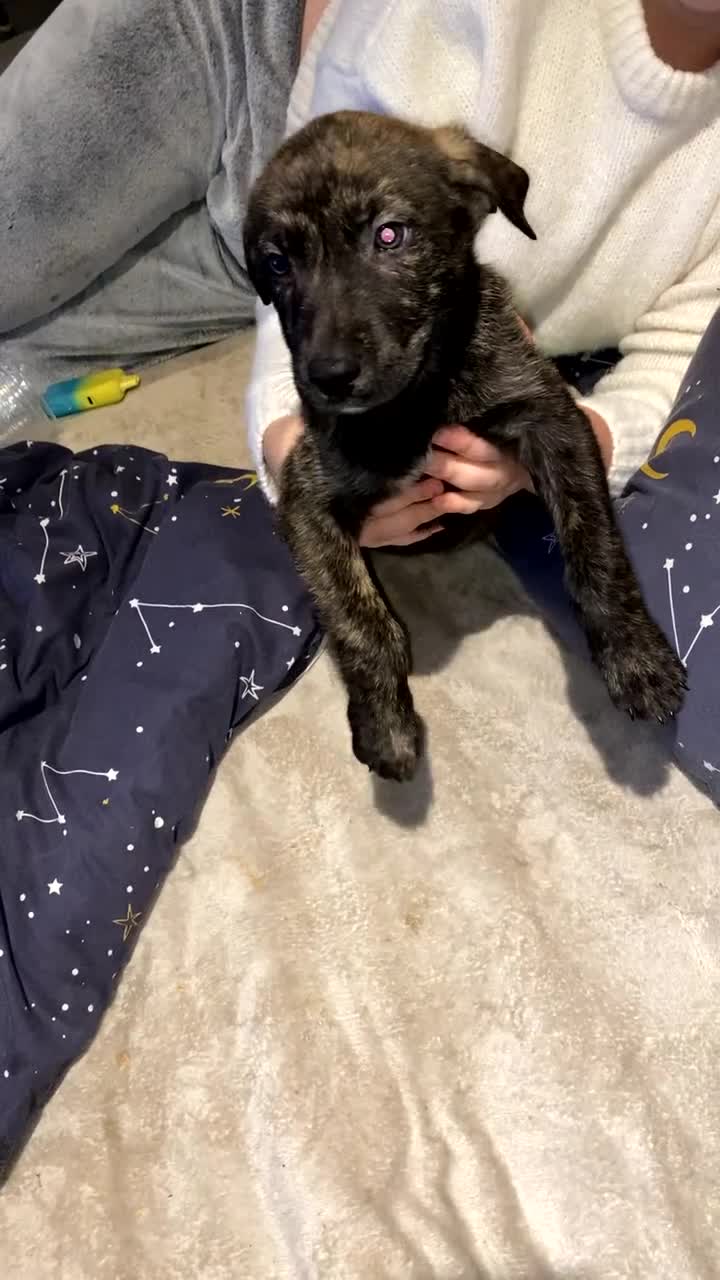 Mixed Breed dogs for sale: 1 staff cross Shepsky pupps left out of 8  - Video 5