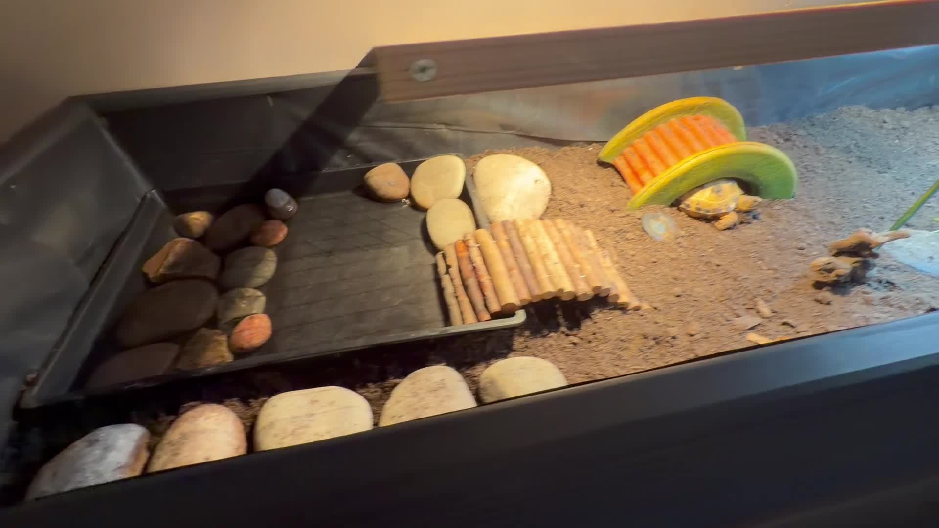 Tortoise reptiles for sale: Horsefield tortoise and setup in Wigan - Video 3