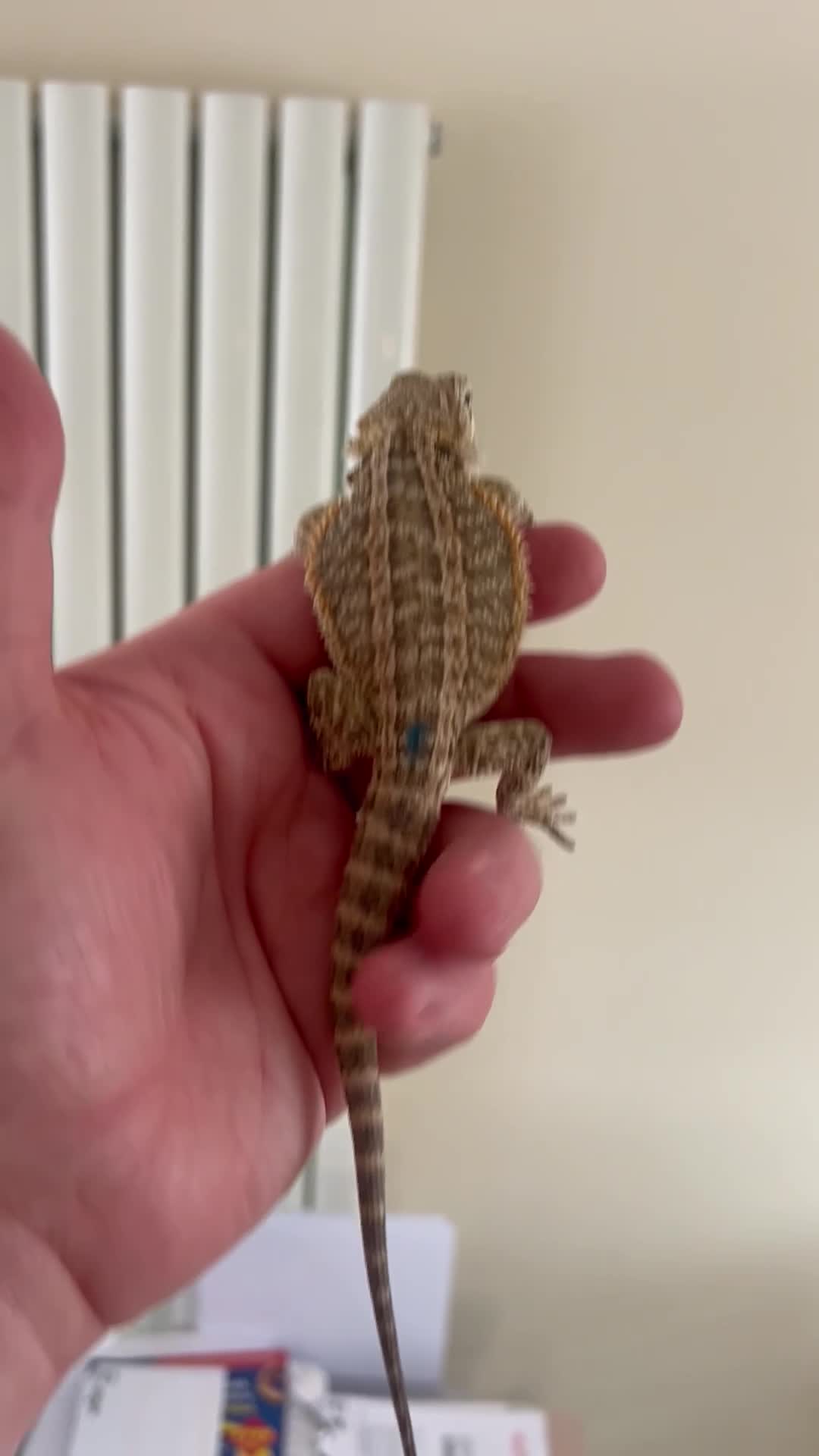 Bearded Dragon reptiles for sale: !!SALE!! Baby bearded dragons  in West Bromwich - Video 3