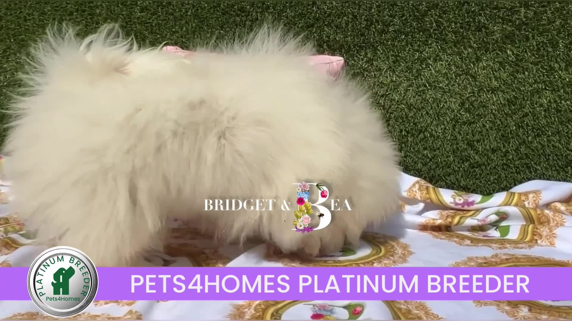 Pekingese dogs for sale: ⭐️WAITING LIST NOW OPEN⭐️ - Video 1