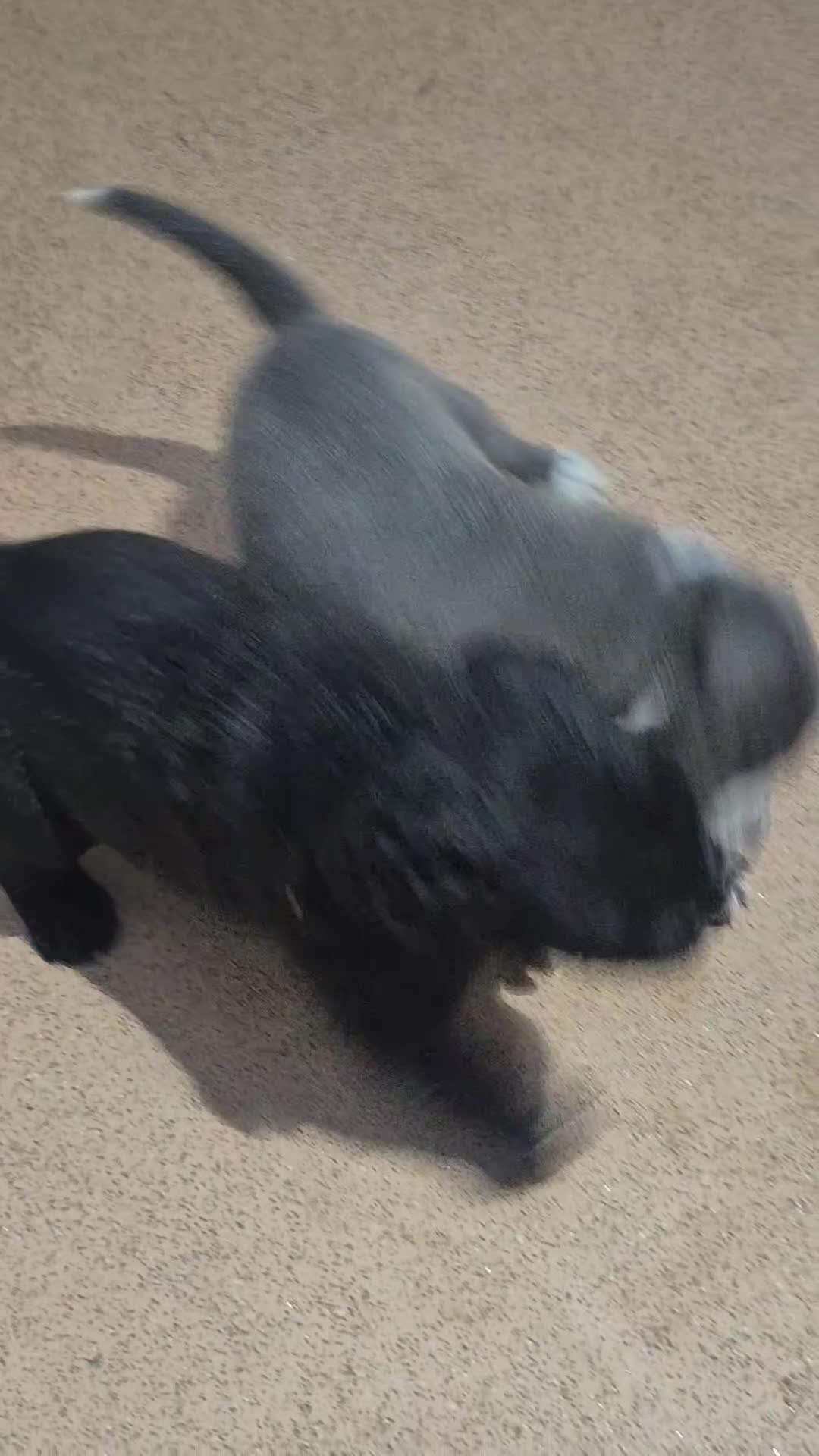 Mixed Breed dogs for sale: Mixed breed puppies - Video 1