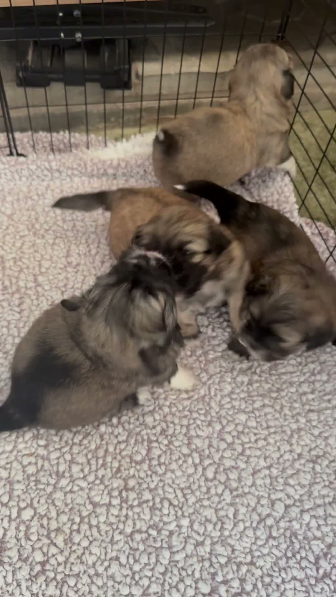 Mixed Breed dogs for sale: Four beautiful Maltipeke puppies  in Wirral - Video 1