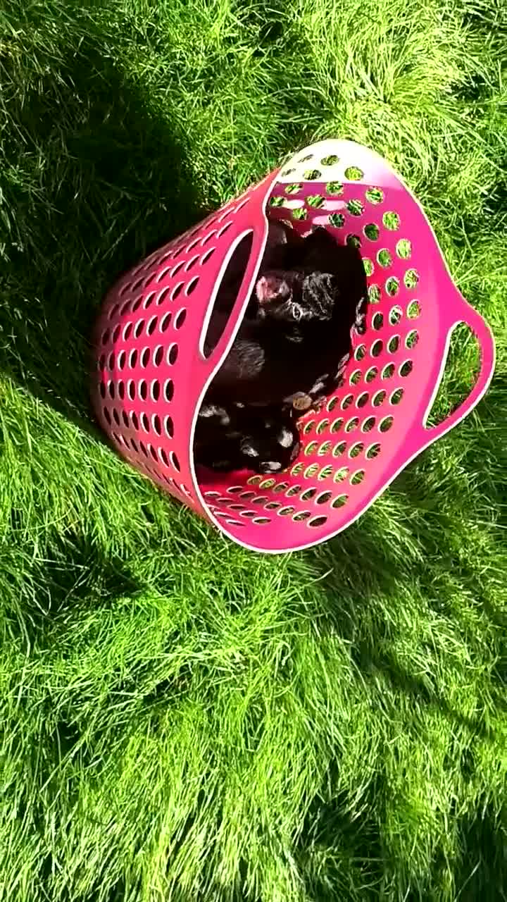 Cocker Spaniel dogs for sale: Working Cocker Spaniel Puppies boys and girls - Video 1