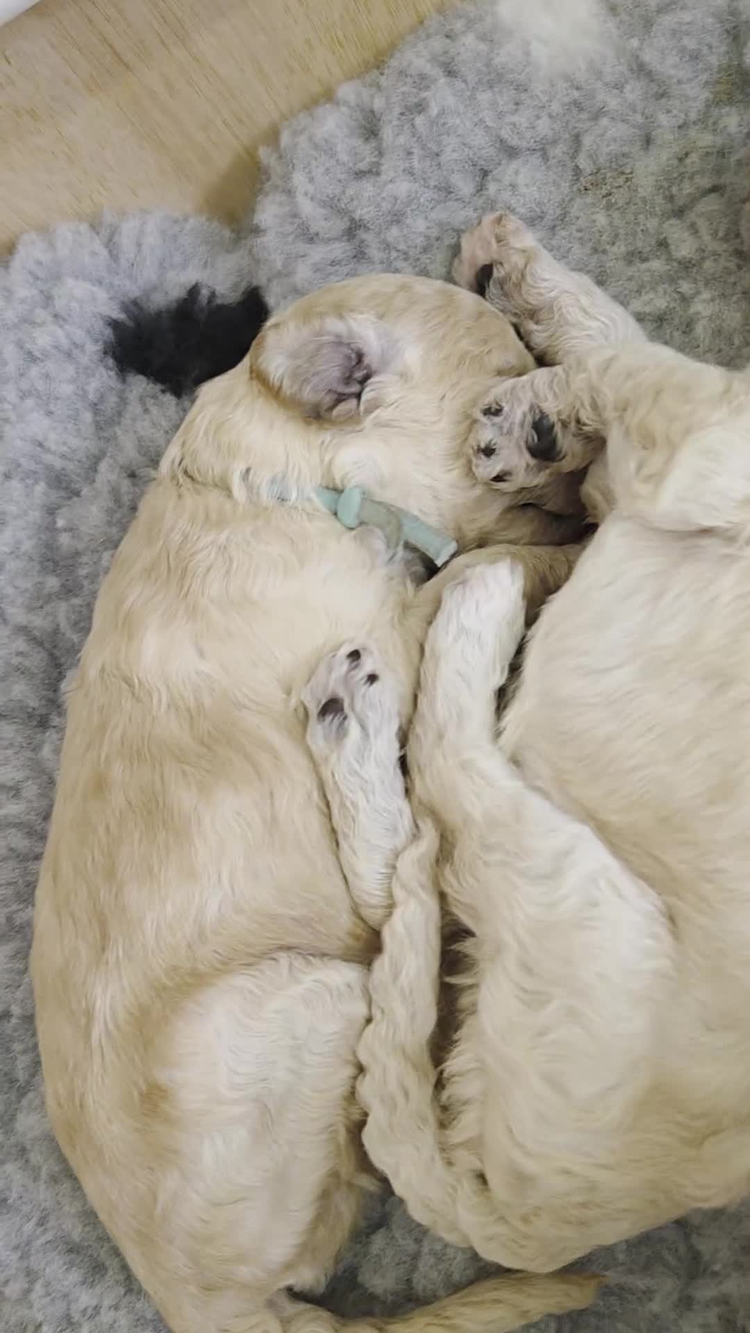 Labradoodle dogs for sale: MultiGen Labradoodle Puppies - Video 1